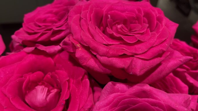 艳丽的玫瑰花