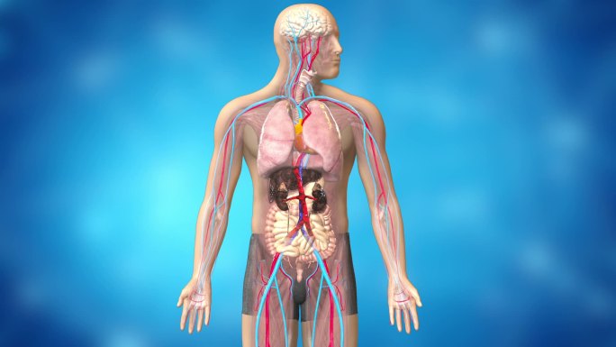 胶囊进入人体保护肝脏和肾脏修复脏器的损伤
