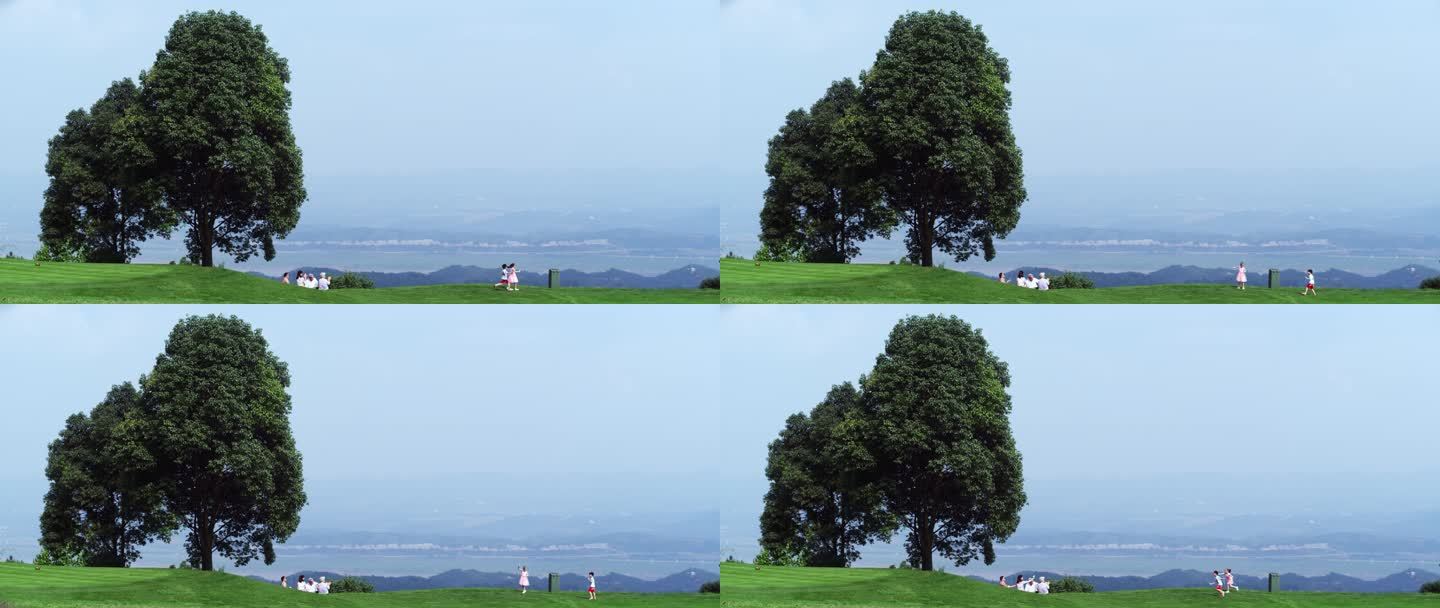 大树下草坪野餐