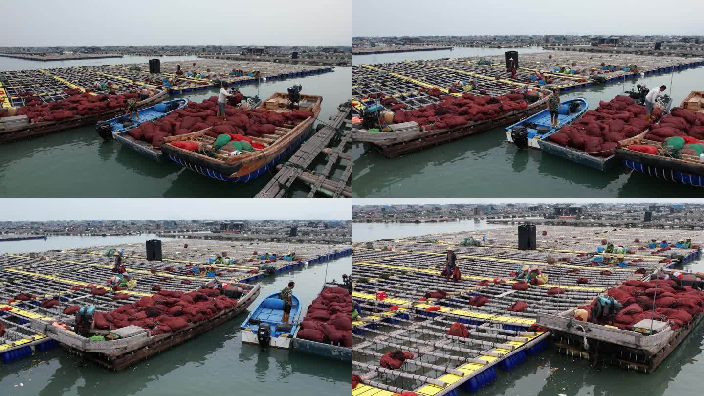 航拍福建近海 漳州 东山岛 鲍鱼渔排养殖