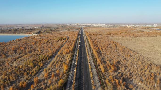 胡杨 道路