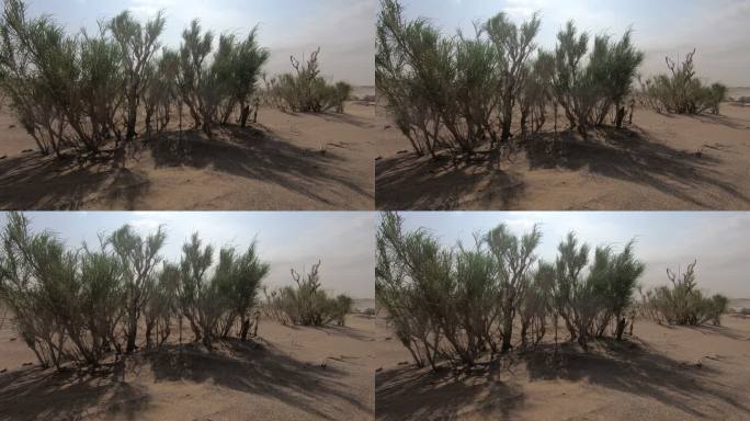 防沙  风沙  沙尘 刮风 气候 灌木