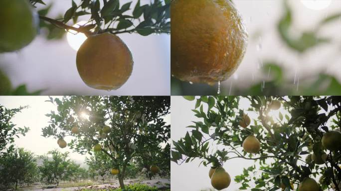 阳光雨露中的柑橘园 柑橘种植 农业