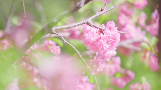绿丛中几朵粉色的山桃花特写镜头