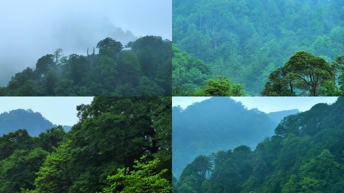 大树 森林 自然 生态 原始森林