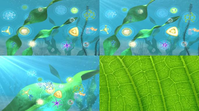 细胞核 活性因子 透明 叶绿素 光合作用