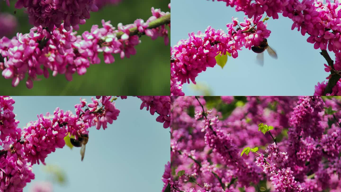 春季紫荆花树紫荆花枝采蜜的蜜蜂