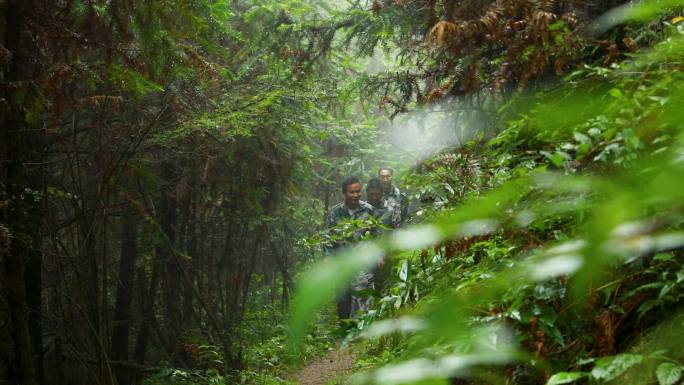 大山深山护林员守护树木测量杉树