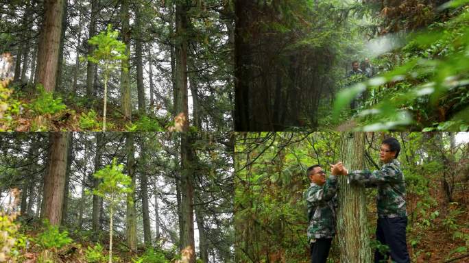 大山深山护林员守护树木测量杉树