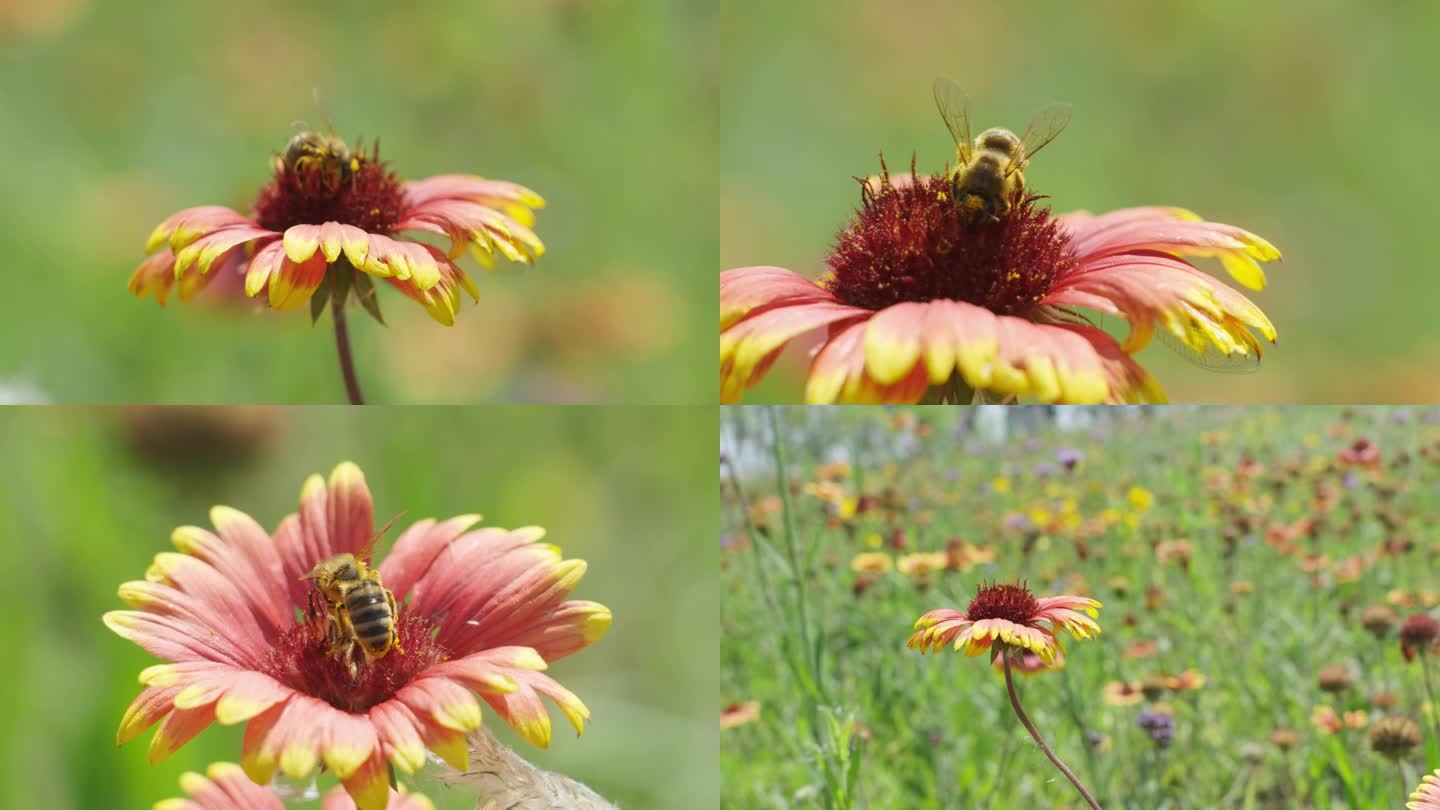 特写蜜蜂采花视频素材
