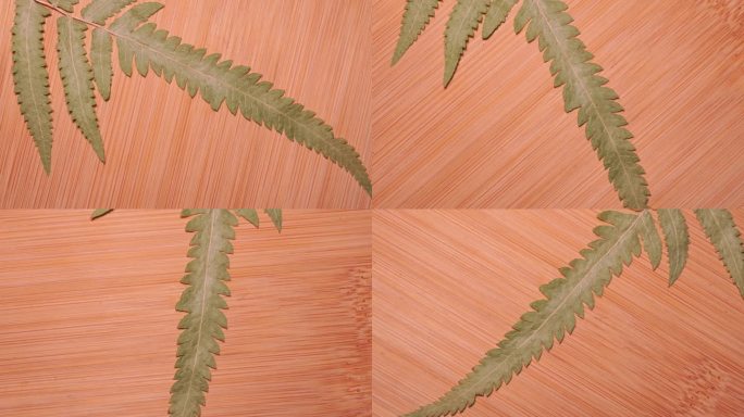 毛蕨尖植物叶子标本 (4)