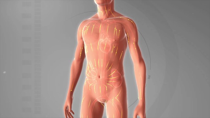 人体恢复 机能恢复 器官机理动画