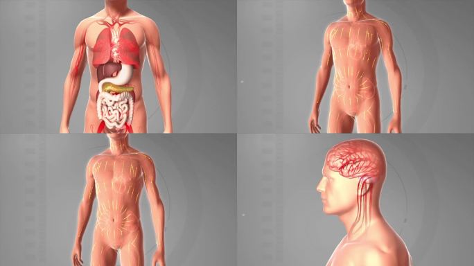 人体恢复 机能恢复 器官机理动画
