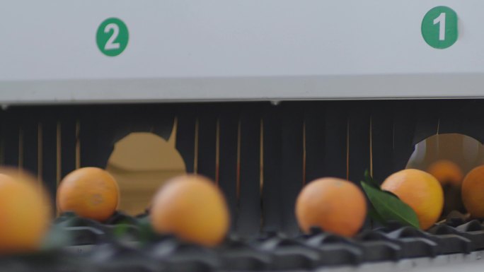 智慧农业 现代农业 机器分筛橙子