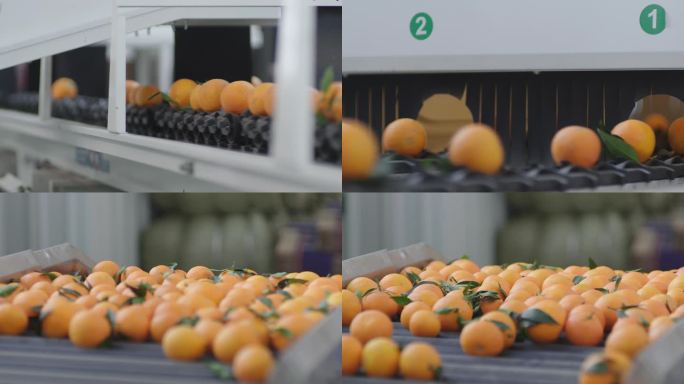 智慧农业 现代农业 机器分筛橙子