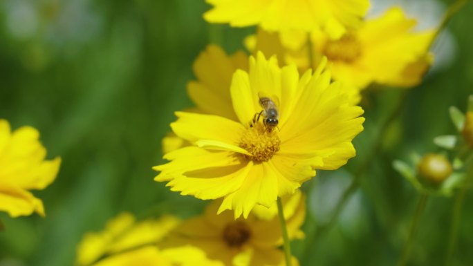 春天阳光蜜蜂采花蜜视频素材
