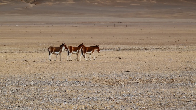 西藏旅游风光高原野驴