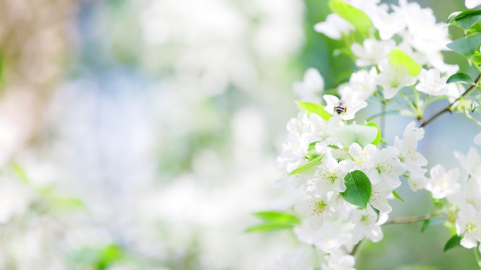 蜜蜂飞舞在白色的梨花间忙碌采蜜特写