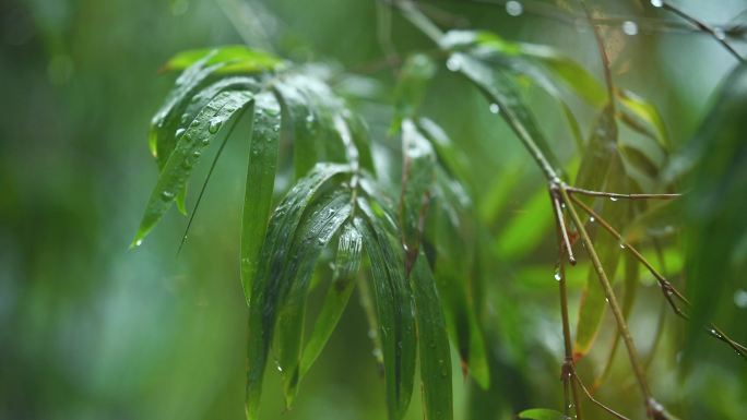 小雨雨中竹叶滴落的雨滴