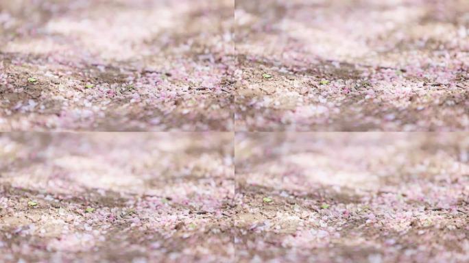 光影中掉落在土地上的粉色桃花叶子特写空镜