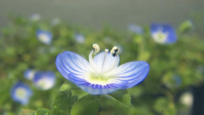 两段花朵绽放过程延时拍摄