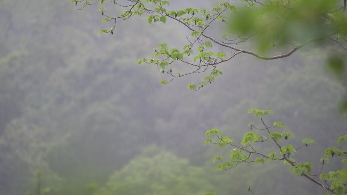 空山新雨落嫩叶