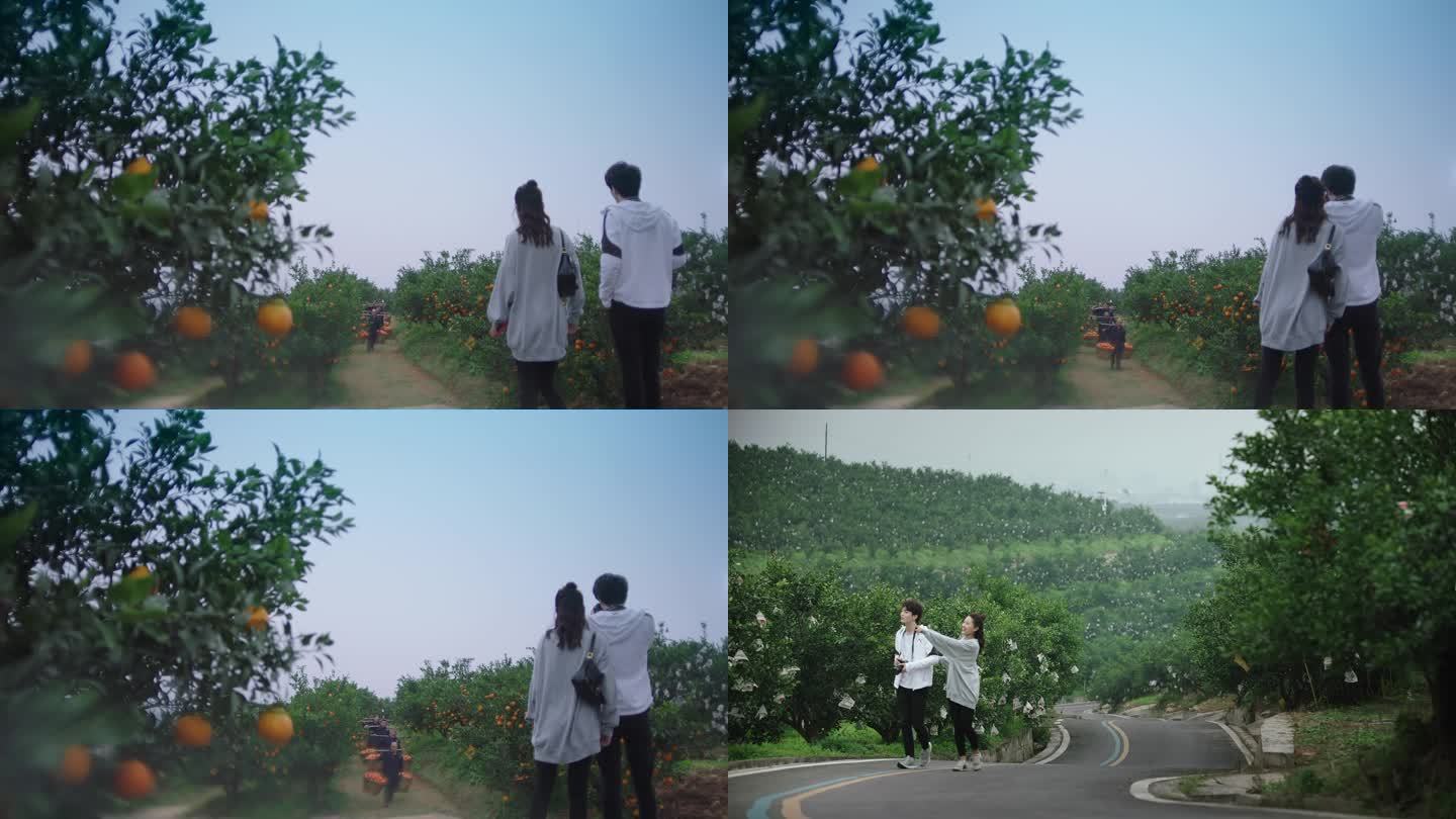 乡村旅游 情侣在柑橘园游览 农业观光