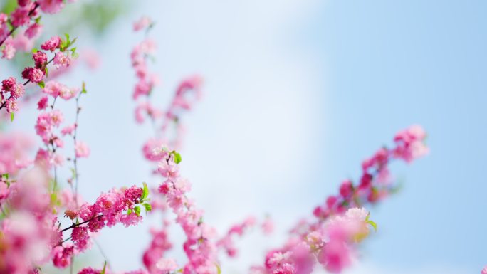 粉色桃花盛开在蓝天下唯美柔美空镜