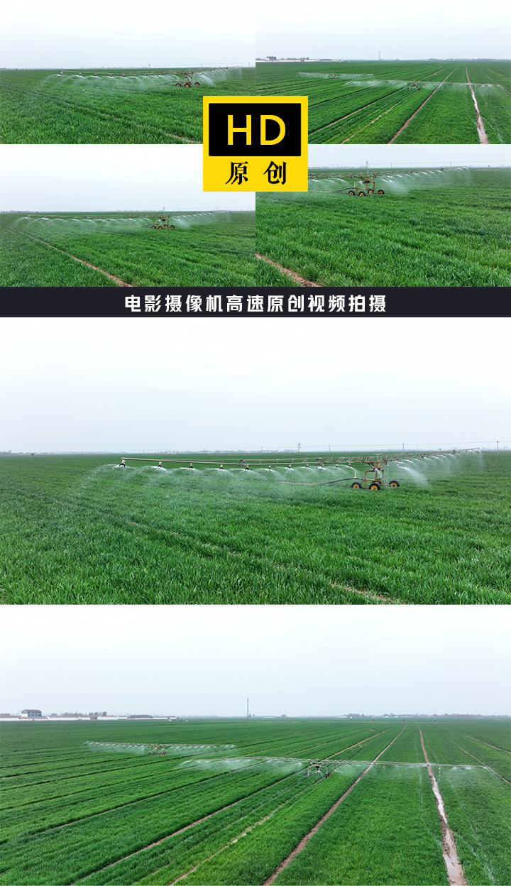 小麦灌溉 科学种植
