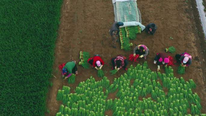 航拍农民在田里收割韭菜