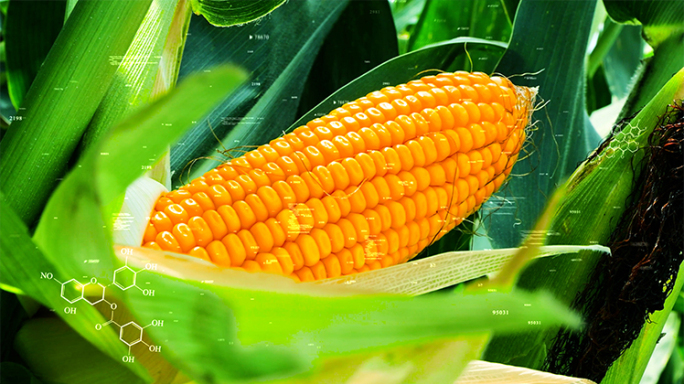 智慧农业科技字幕玉米种植