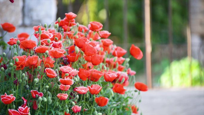 农村空境 蔷薇花 电线上麻雀 狗尾草