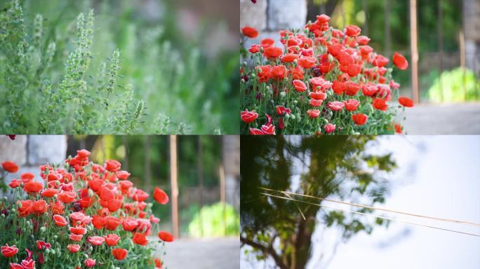 农村空境 蔷薇花 电线上麻雀 狗尾草