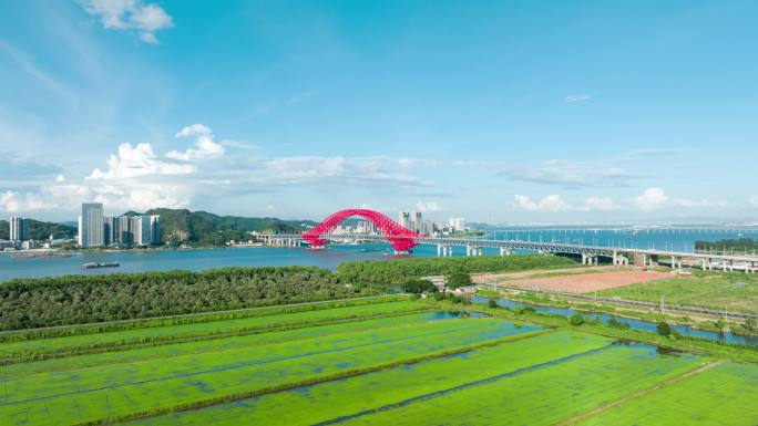 航拍广州南沙明珠湾大桥和水稻4k延时