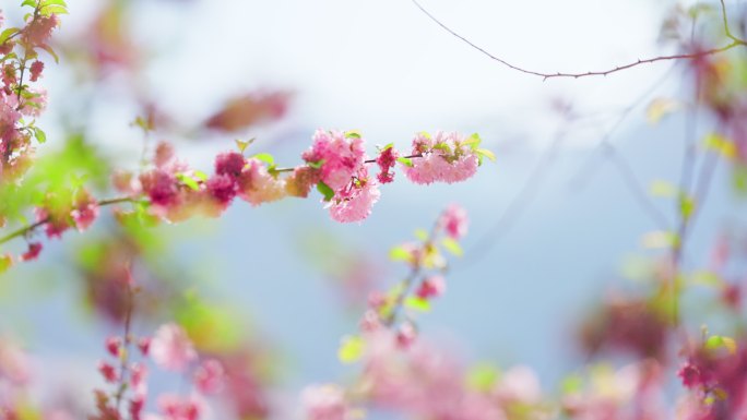 一支山桃花远近推拉特写镜头