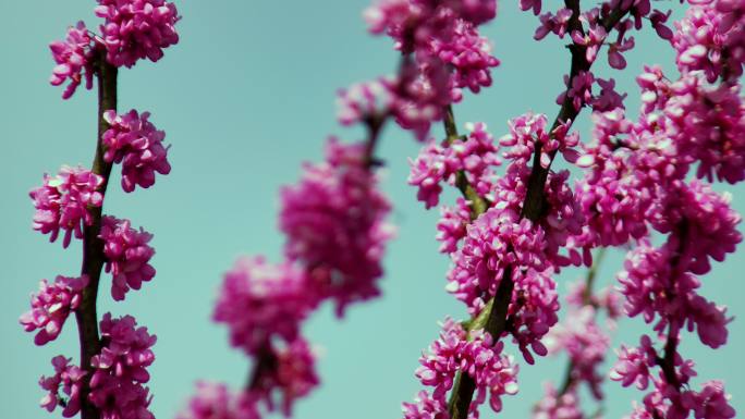 春季的紫荆花树紫荆花枝