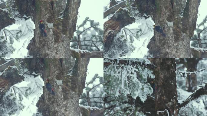 雪中的黄颈啄木鸟