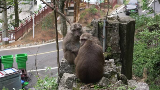 猴子觅食