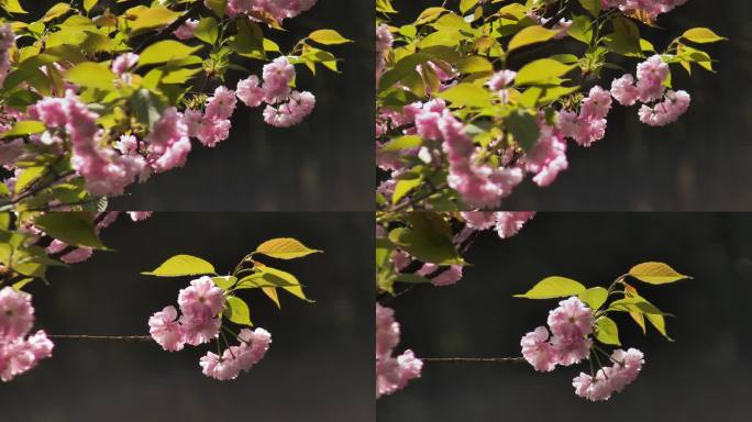 春季樱花盛开微风中的樱花