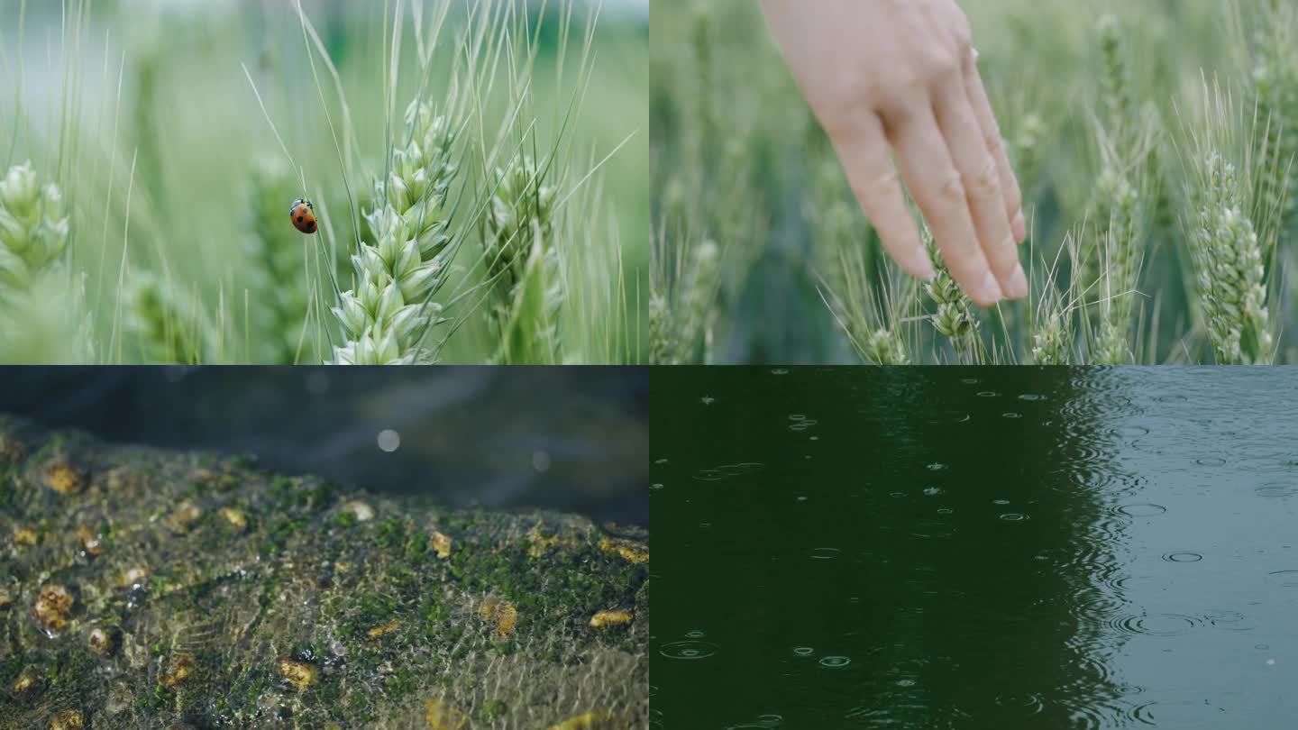 小满节气 小麦 下雨