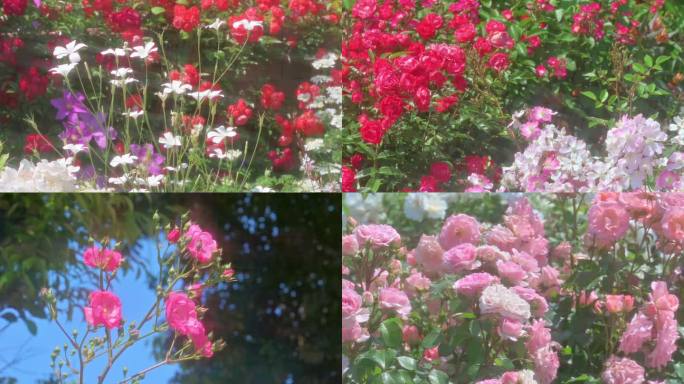 28段百花齐放4k升格 各色玫瑰花园