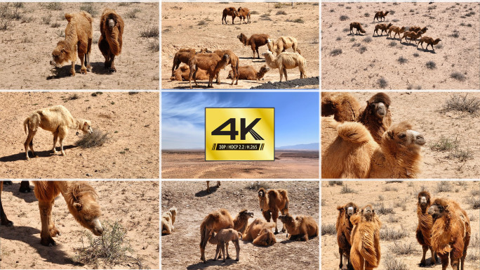 【4K】戈壁骆驼