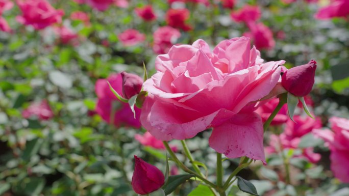 粉色月季花 月季花园 月季花丛 鲜花花朵