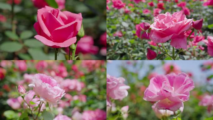 粉色月季花 月季花园 月季花丛 鲜花花朵