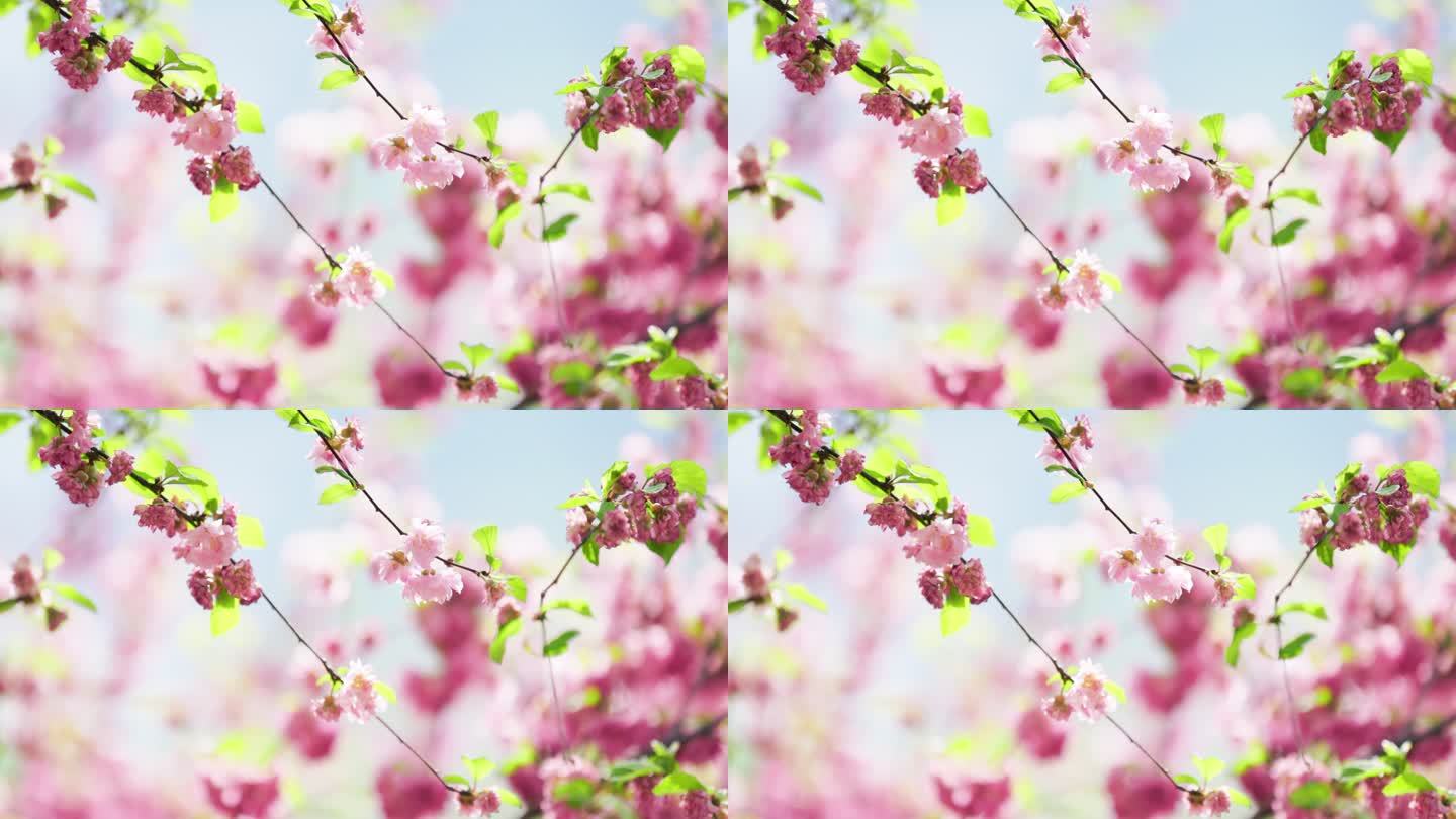 桃花丛中的一支粉色桃花特写