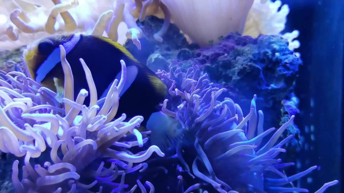海底鱼群和海底珊瑚