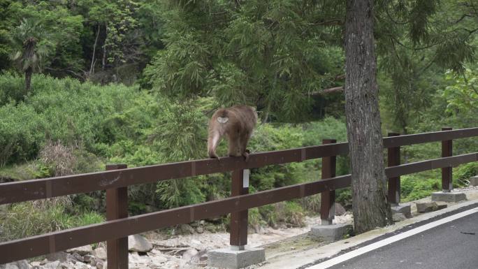 行走的猴子