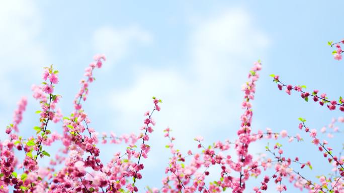蓝天白云下向上生长的粉色桃花枝桠