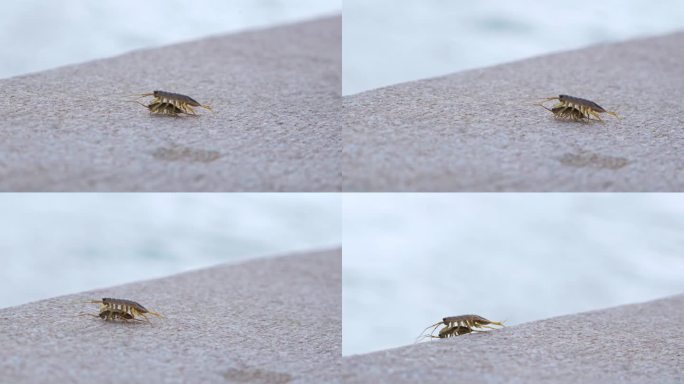 海蟑螂海边昆虫
