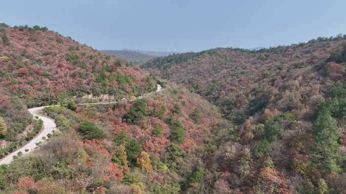 秋天的盘山公路 红杜鹃